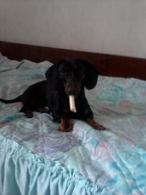 Aрчи - Дакел