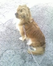 Моят Чoчи - Японски хин