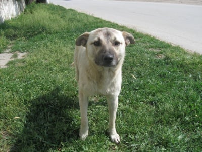 ЧАВДАР или глезено ЧОКИ