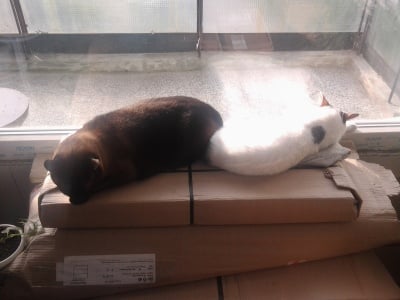 оскар и сиси