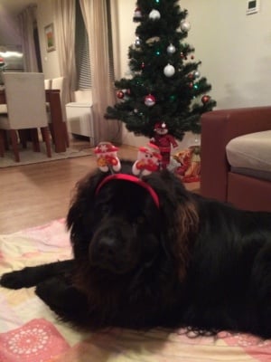 ЧЕСТИТА КОЛЕДА!