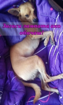 "Легнах си. Не ме безпокойте, моля!"