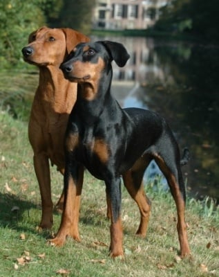 Немски пинчер