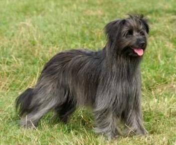 Пиренейска дългокосместа овчарка