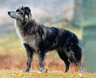 Пиренейска късокосместа овчарка