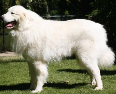 Пиренейско планинско куче