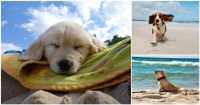 Плажно утро