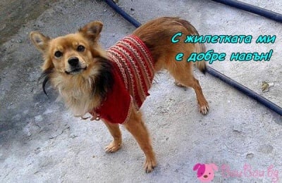 Плетивото му отива :)