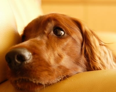 Плеврит при кучето