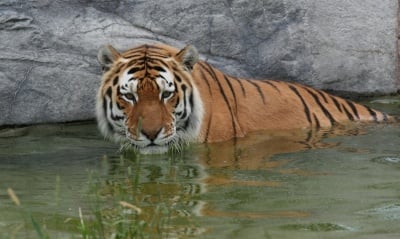 Плува ли тигъра
