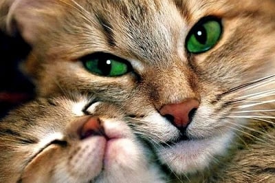 По какво си прилича мъркането на всички котки?