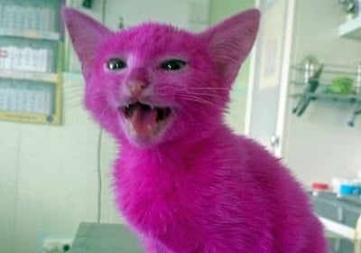 Почина боядисаното коте, с което руска звезда се появи на парти