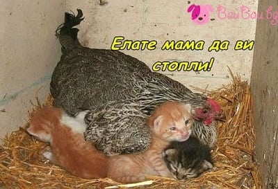 Под майчино крило