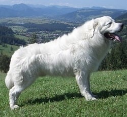 Подхаланска овчарка