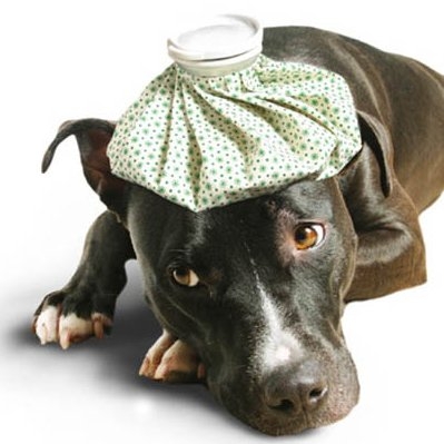 Подход към болното куче