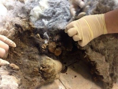 Подстригване на бобтейл