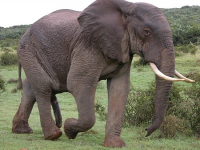 Походката на слона