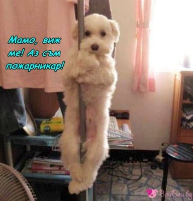 Малък мечтател