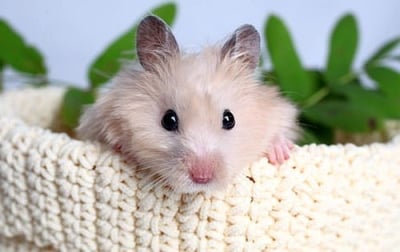 Полезни съвети при отглеждане на хамстер