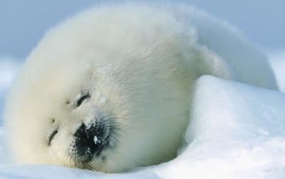 Полярни тюлени