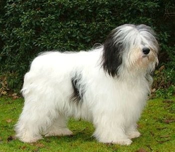 Полска низинна овчарка