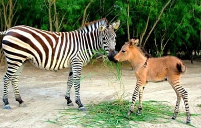 В Мексико се роди полуЗебра, полуМагаре