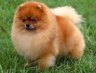 Померан  (Немски шпиц - джудже)