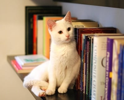 Помнят ли котките?