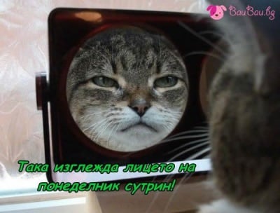 Понеделник сутрин