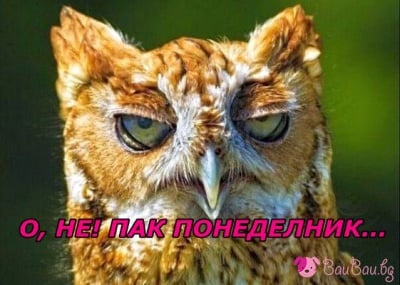 "Не обичам понеделниците!"