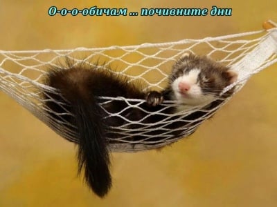 Неделен айляк