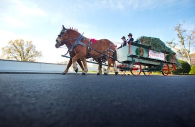 Посрещане на коледната елха