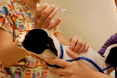 Поставянето на чип стана задължително за всички домашни кучета и коне