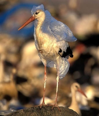 Пострадал щъркел