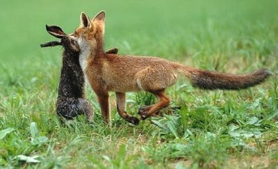 Поведение на лисицата