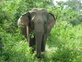 Поведение на слона