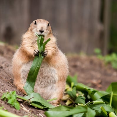 "Какво? - на диета съм"