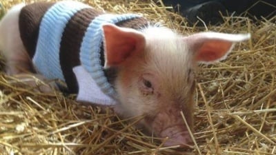 Прасенце се спаси по чудо