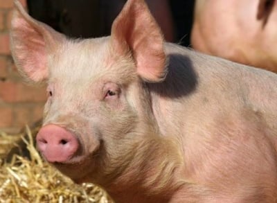 Как вижда прасето?