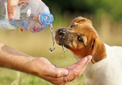 Предоставяйте на кучето прясна вода