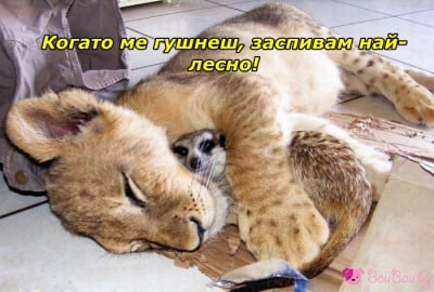 Гушнат се спи най - добре!