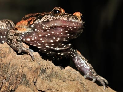 Преоткрита жаба в Израел