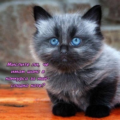 Претендент в конкурса за сладки котенца