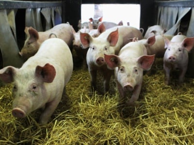 Причини за Канибализъм при свинете