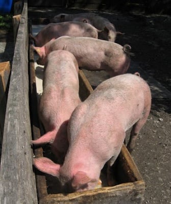 Причини за Паракератоза при свинете