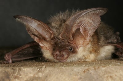 Прилепите в Европа се увеличават