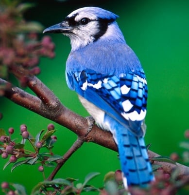 Съвременните птици са преки наследници на динозаврите