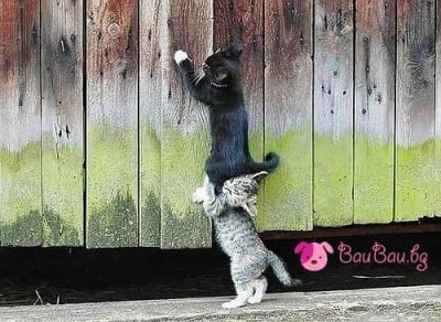 "Можеш да разчиташ на мен!"