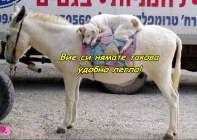 Това е приятелският гръб