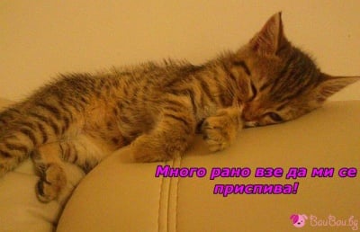 На дивана се спи най - сладко